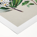 Fine Art Realism: Antique Botanical Floral Illustration Wall Art Canvas