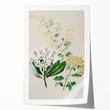 Fine Art Realism: Antique Botanical Floral Illustration Wall Art Canvas