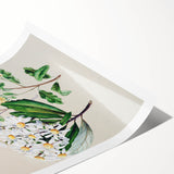 Fine Art Realism: Antique Botanical Floral Illustration Wall Art Canvas