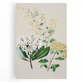 Fine Art Realism: Antique Botanical Floral Illustration Wall Art Canvas