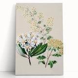 Fine Art Realism: Antique Botanical Floral Illustration Wall Art Canvas