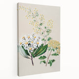 Fine Art Realism: Antique Botanical Floral Illustration Wall Art Canvas