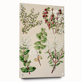 Fine Art Realism: Antique Botanical Illustration of Gaultheria Wall Art