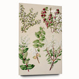 Fine Art Realism: Antique Botanical Illustration of Gaultheria Wall Art