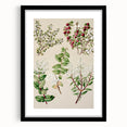 Fine Art Realism: Antique Botanical Illustration of Gaultheria Wall Art