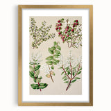 Fine Art Realism: Antique Botanical Illustration of Gaultheria Wall Art