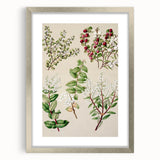 Fine Art Realism: Antique Botanical Illustration of Gaultheria Wall Art