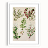Fine Art Realism: Antique Botanical Illustration of Gaultheria Wall Art