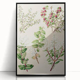 Fine Art Realism: Antique Botanical Illustration of Gaultheria Wall Art