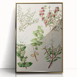 Fine Art Realism: Antique Botanical Illustration of Gaultheria Wall Art