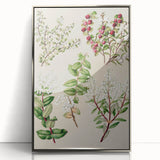 Fine Art Realism: Antique Botanical Illustration of Gaultheria Wall Art