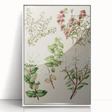 Fine Art Realism: Antique Botanical Illustration of Gaultheria Wall Art