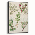 Fine Art Realism: Antique Botanical Illustration of Gaultheria Wall Art