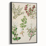 Fine Art Realism: Antique Botanical Illustration of Gaultheria Wall Art