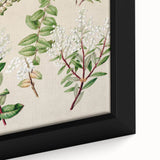Fine Art Realism: Antique Botanical Illustration of Gaultheria Wall Art