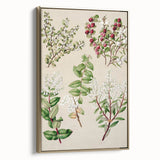 Fine Art Realism: Antique Botanical Illustration of Gaultheria Wall Art