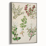 Fine Art Realism: Antique Botanical Illustration of Gaultheria Wall Art