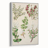 Fine Art Realism: Antique Botanical Illustration of Gaultheria Wall Art