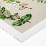 Fine Art Realism: Antique Botanical Illustration of Gaultheria Wall Art