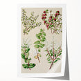 Fine Art Realism: Antique Botanical Illustration of Gaultheria Wall Art