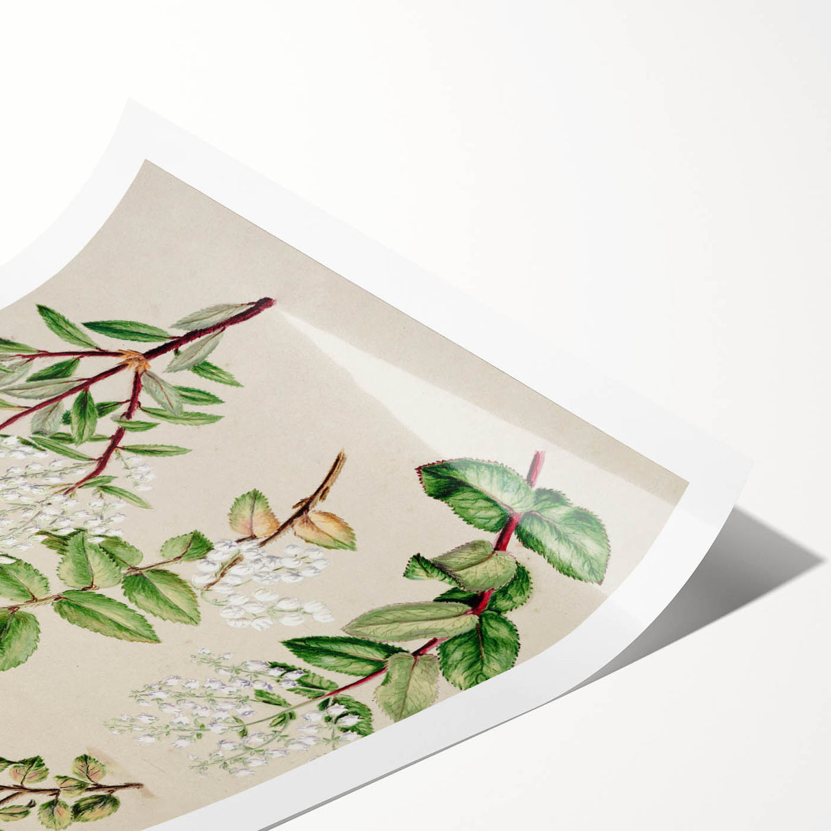 Fine Art Realism: Antique Botanical Illustration of Gaultheria Wall Art