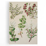 Fine Art Realism: Antique Botanical Illustration of Gaultheria Wall Art