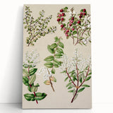 Fine Art Realism: Antique Botanical Illustration of Gaultheria Wall Art