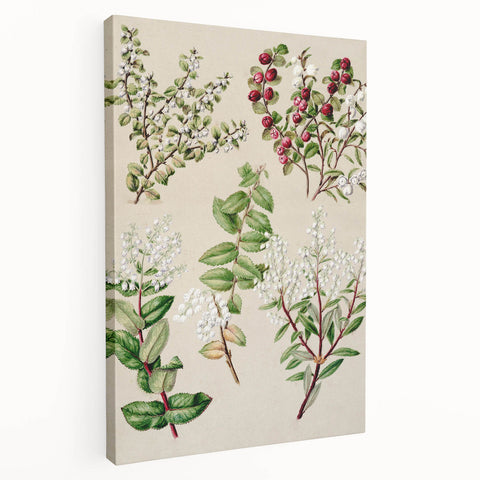 Fine Art Realism: Antique Botanical Illustration of Gaultheria Wall Art