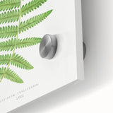 Fine Art Realism: Botanical Fern Illustration Realism Wall Art Canvas