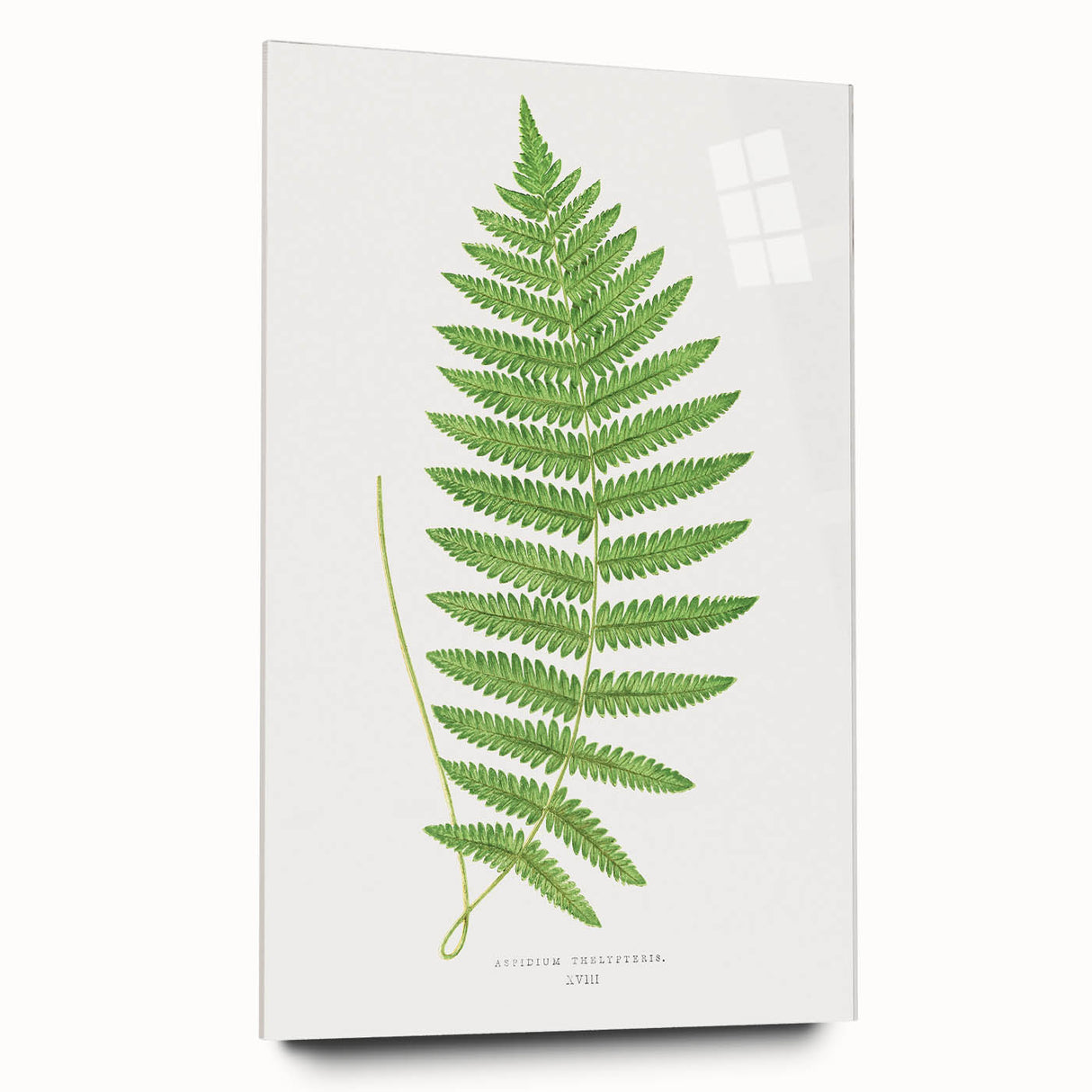 Fine Art Realism: Botanical Fern Illustration Realism Wall Art Canvas
