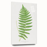 Fine Art Realism: Botanical Fern Illustration Realism Wall Art Canvas