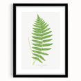 Fine Art Realism: Botanical Fern Illustration Realism Wall Art Canvas