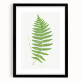 Fine Art Realism: Botanical Fern Illustration Realism Wall Art Canvas