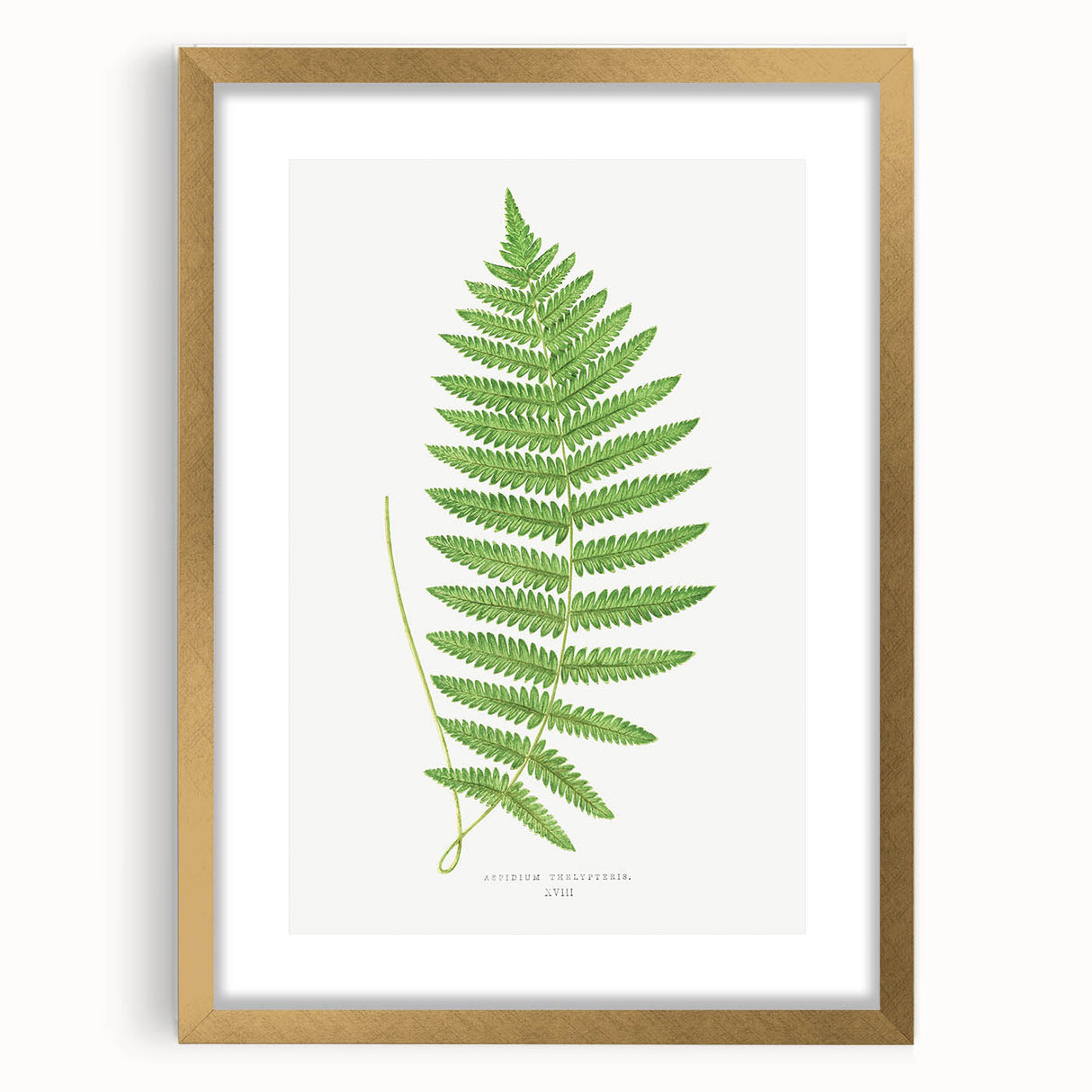 Fine Art Realism: Botanical Fern Illustration Realism Wall Art Canvas