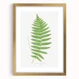 Fine Art Realism: Botanical Fern Illustration Realism Wall Art Canvas