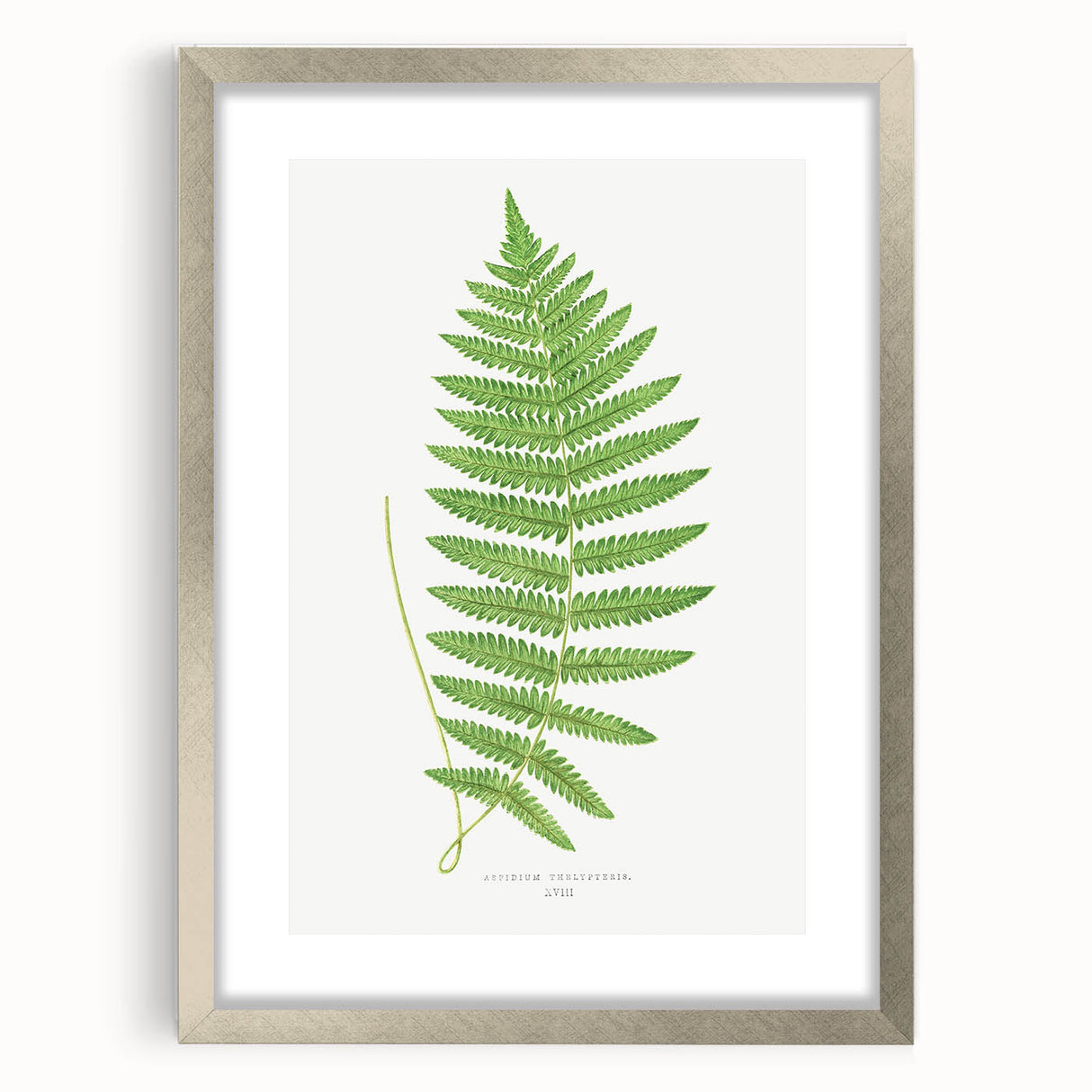 Fine Art Realism: Botanical Fern Illustration Realism Wall Art Canvas