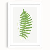 Fine Art Realism: Botanical Fern Illustration Realism Wall Art Canvas