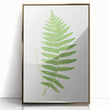Fine Art Realism: Botanical Fern Illustration Realism Wall Art Canvas