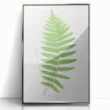 Fine Art Realism: Botanical Fern Illustration Realism Wall Art Canvas