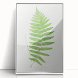 Fine Art Realism: Botanical Fern Illustration Realism Wall Art Canvas