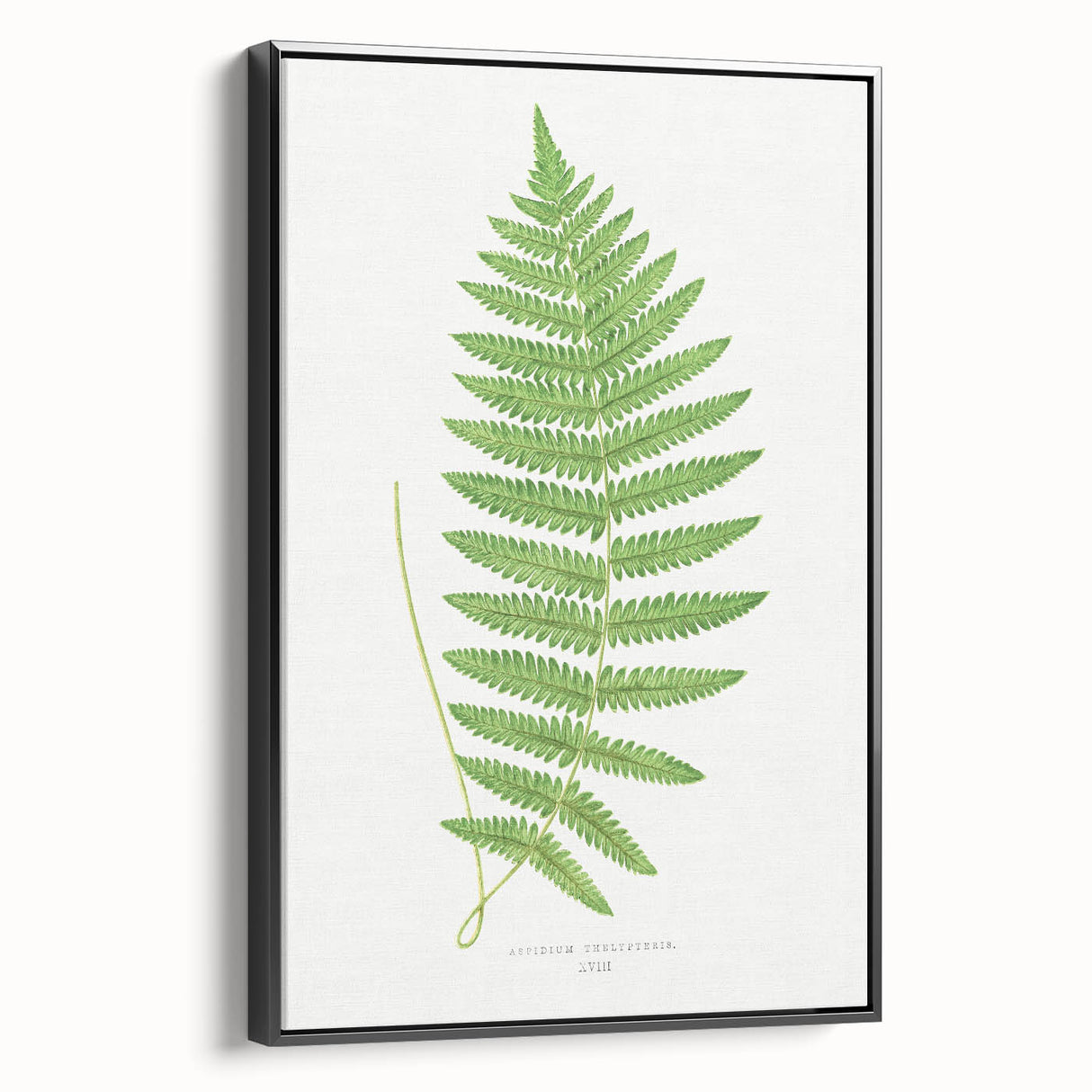 Fine Art Realism: Botanical Fern Illustration Realism Wall Art Canvas