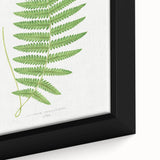 Fine Art Realism: Botanical Fern Illustration Realism Wall Art Canvas