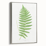 Fine Art Realism: Botanical Fern Illustration Realism Wall Art Canvas
