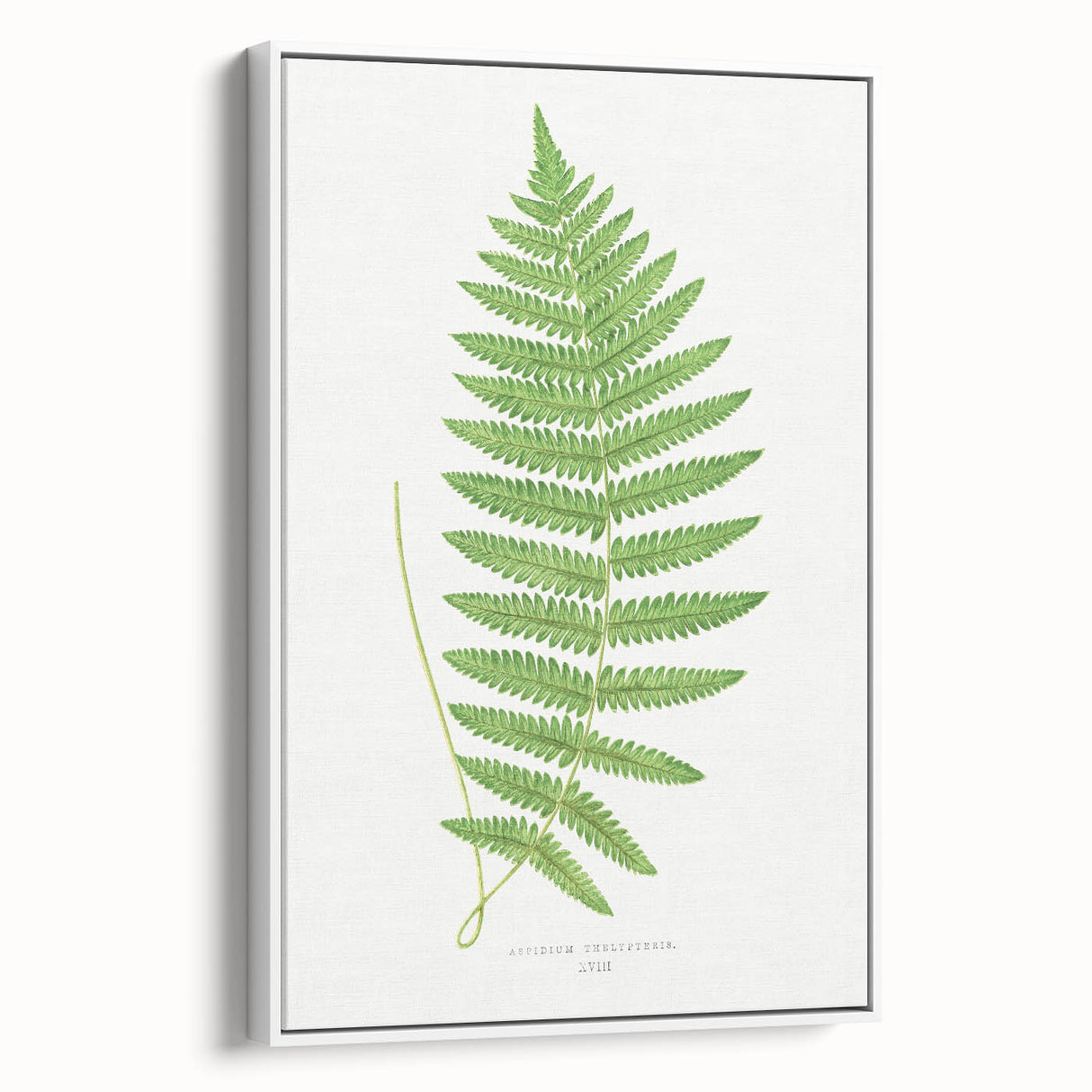 Fine Art Realism: Botanical Fern Illustration Realism Wall Art Canvas