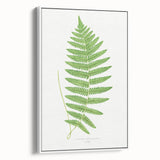 Fine Art Realism: Botanical Fern Illustration Realism Wall Art Canvas