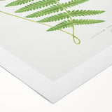 Fine Art Realism: Botanical Fern Illustration Realism Wall Art Canvas