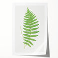 Fine Art Realism: Botanical Fern Illustration Realism Wall Art Canvas