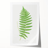 Fine Art Realism: Botanical Fern Illustration Realism Wall Art Canvas