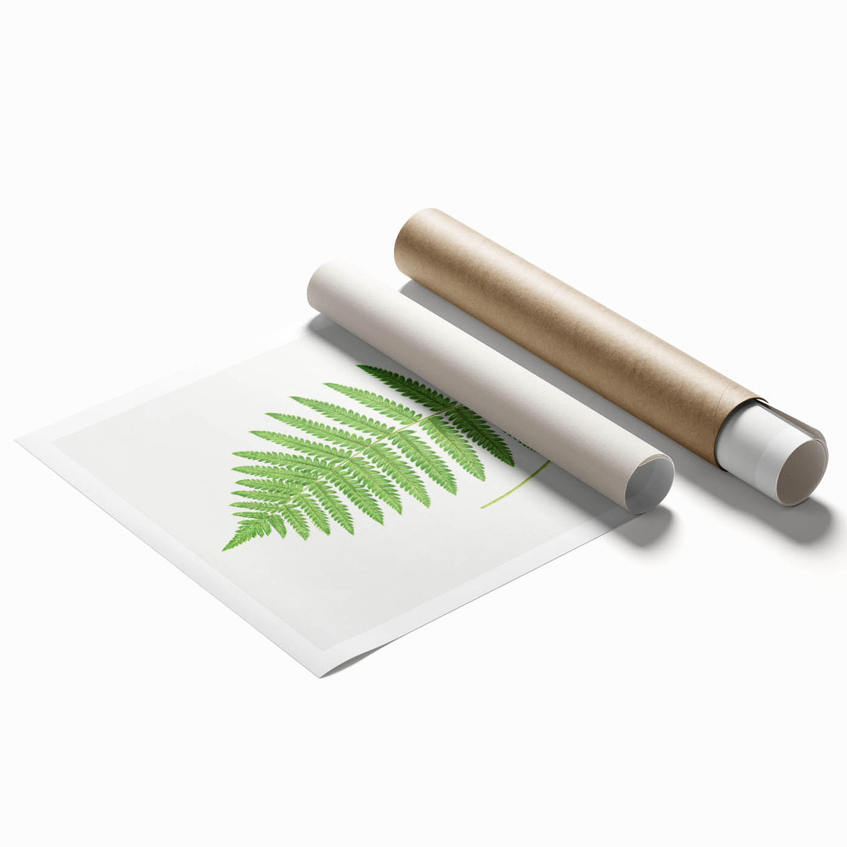 Fine Art Realism: Botanical Fern Illustration Realism Wall Art Canvas