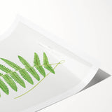 Fine Art Realism: Botanical Fern Illustration Realism Wall Art Canvas
